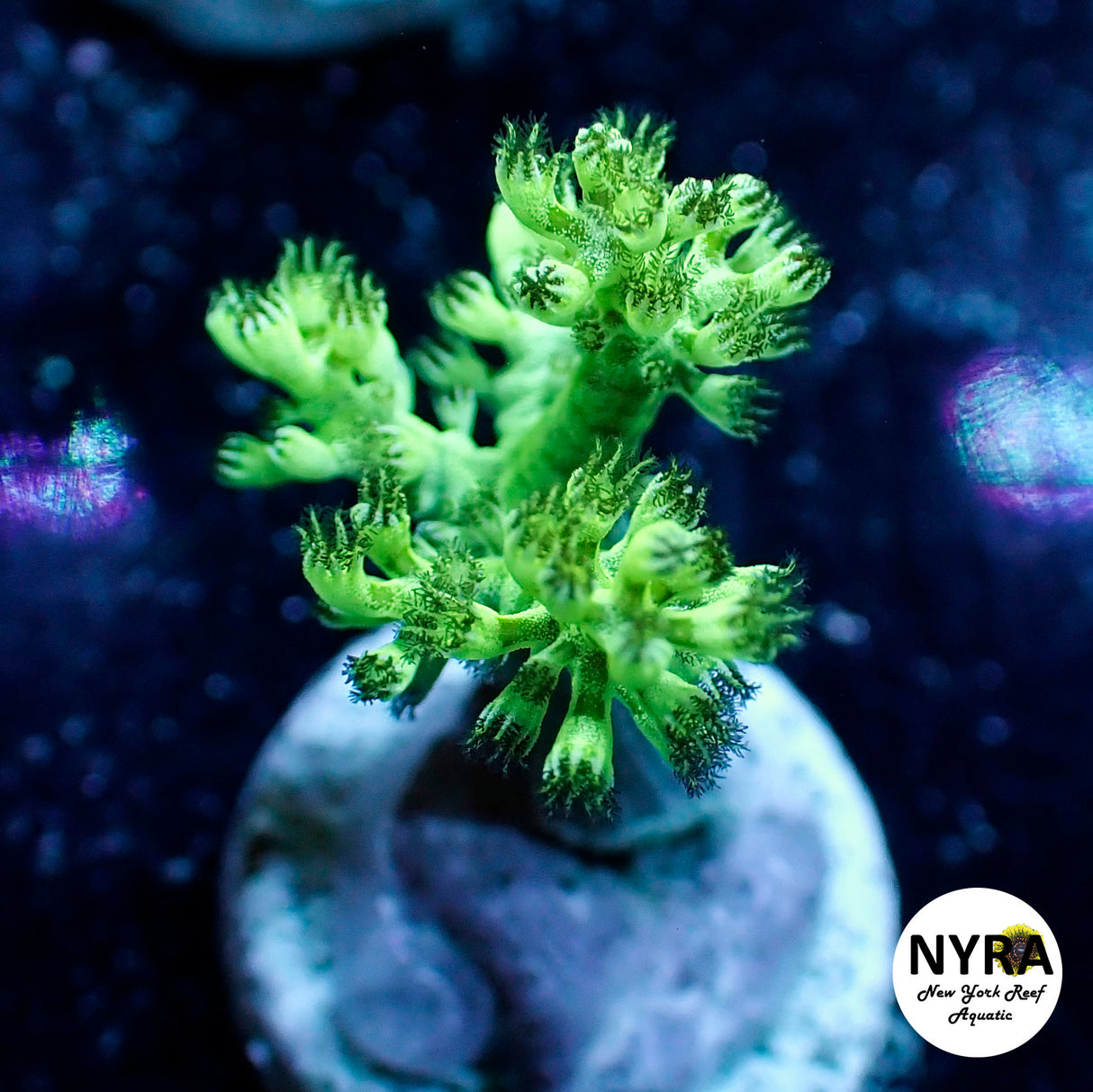 NYRA Green Nephthea Small Size Frags