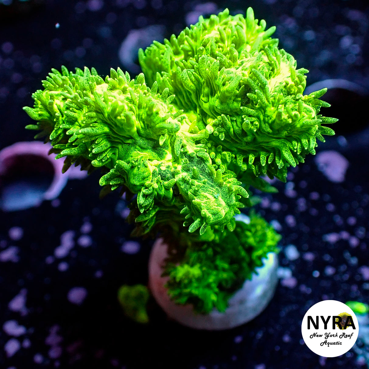 Green Hydnophora Coral 2in piece