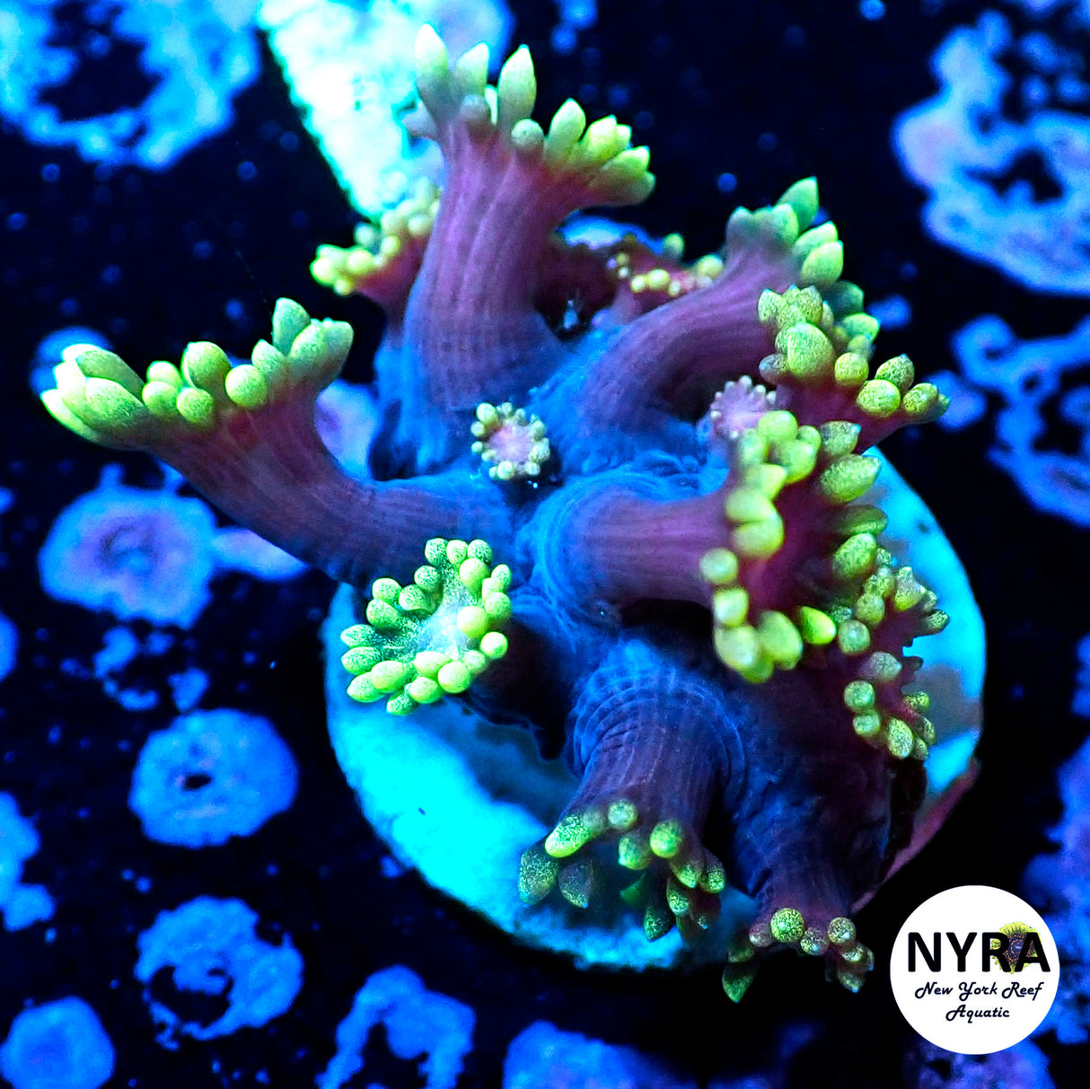 NYRA IronMan Goniopora