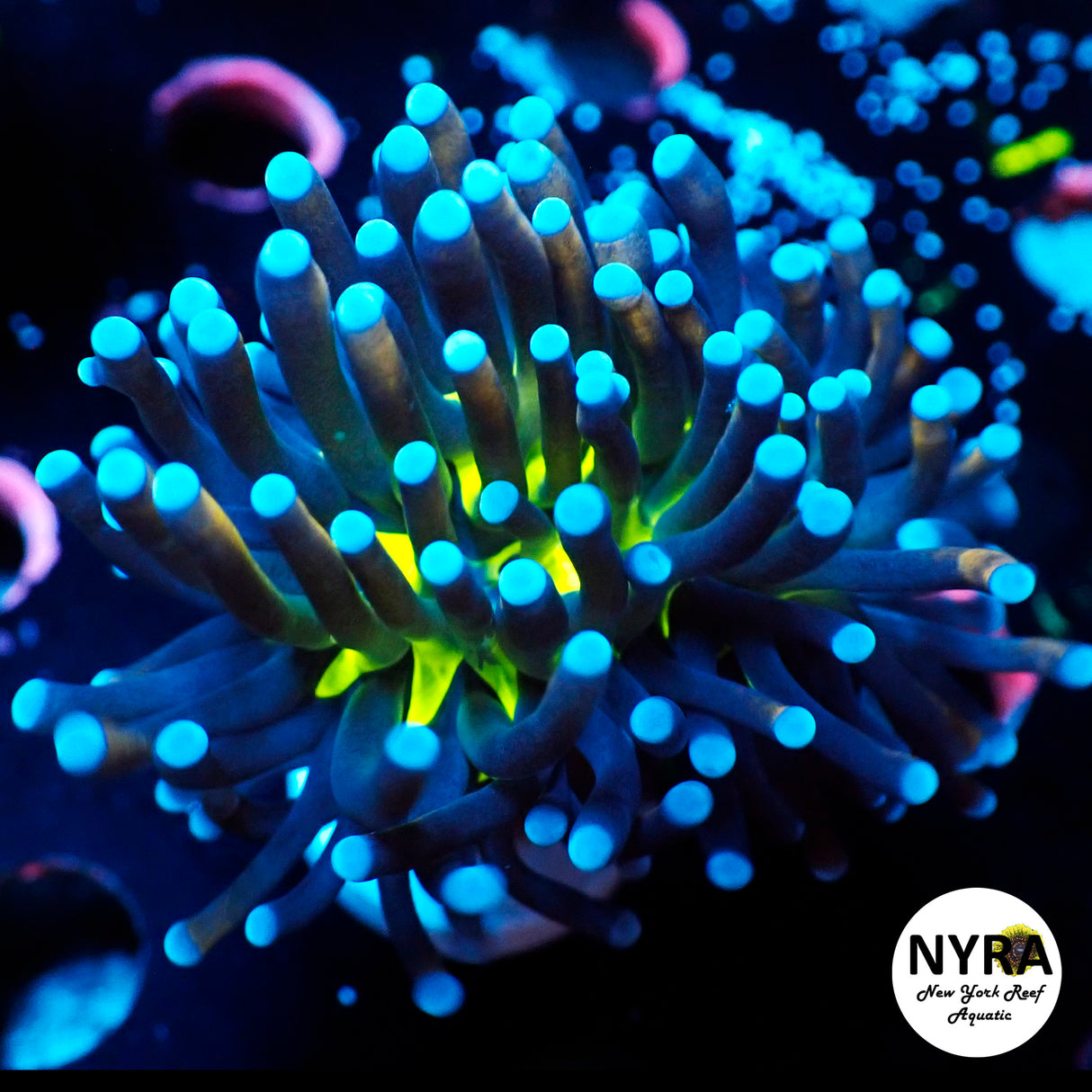 NYRA Night Vaper Torch N0120