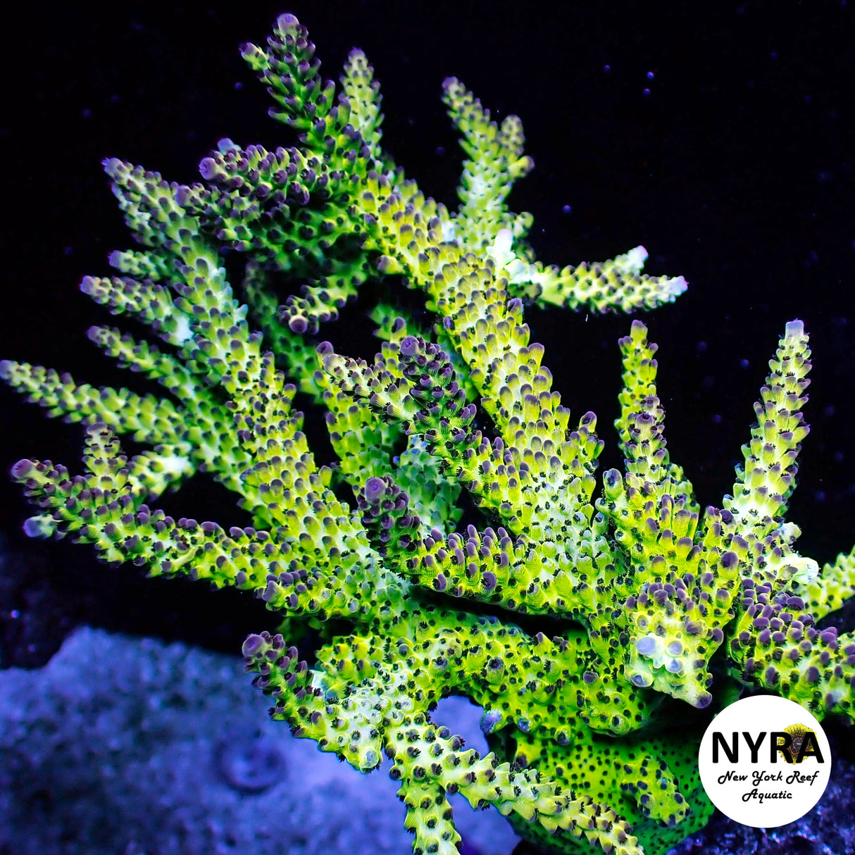NYRA SheHulk Acropora