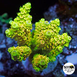 (R11) NYRA GodLightning Acropora