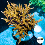 NYRA Gold Dragon Acropora