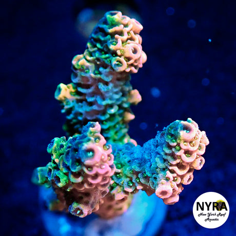 NYRA Wild Fire Acropora