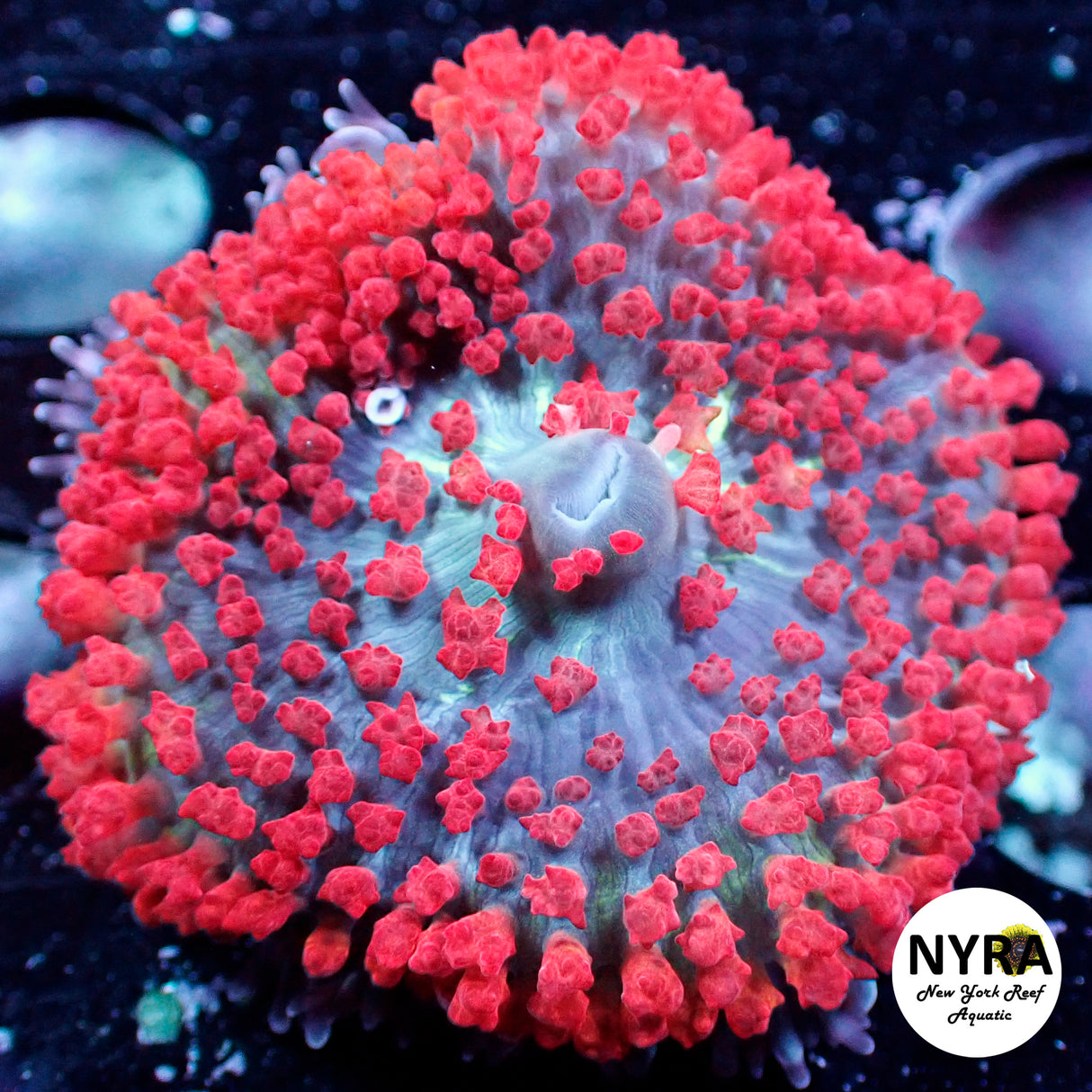 Crimson Fire St Thomas Mushroom 2.5-3in fully opened