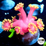 NYRA Supercyber Goniopora