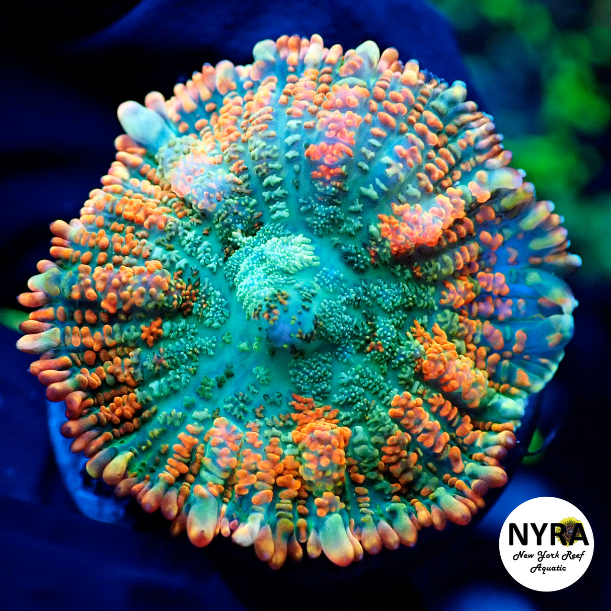 NYRA Superhero Superman Rhodactis Mushroom