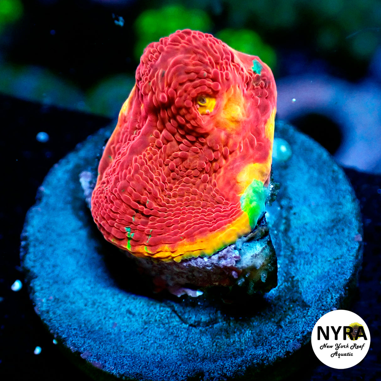 NYRA Flaming Bugatti Chalice
