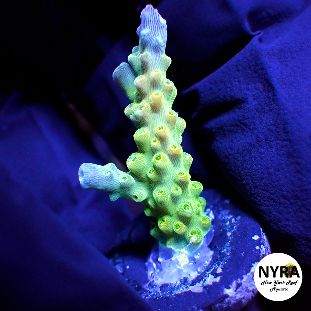 RR Rainbow Loom Acropora