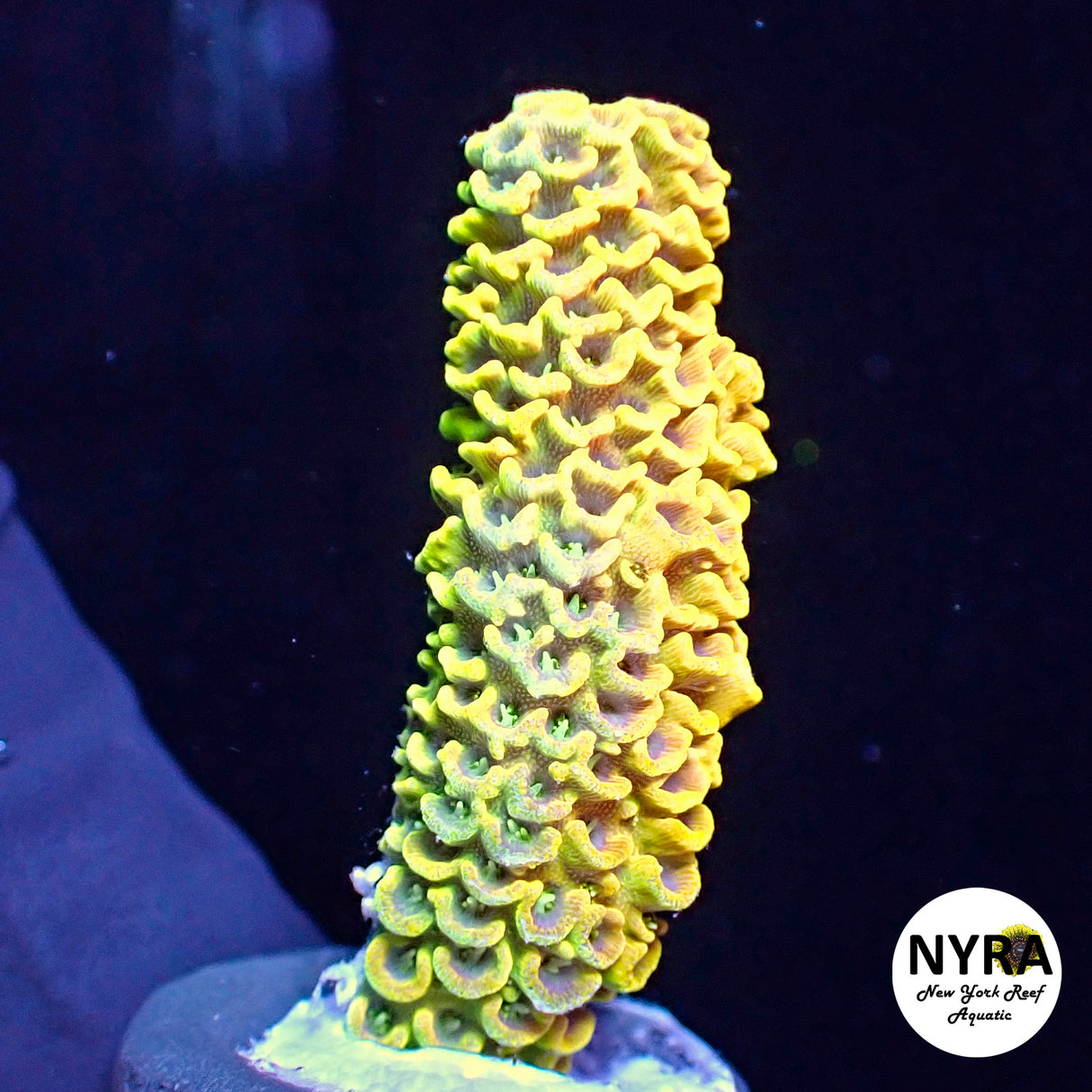 NYRA Astronomical Acropora