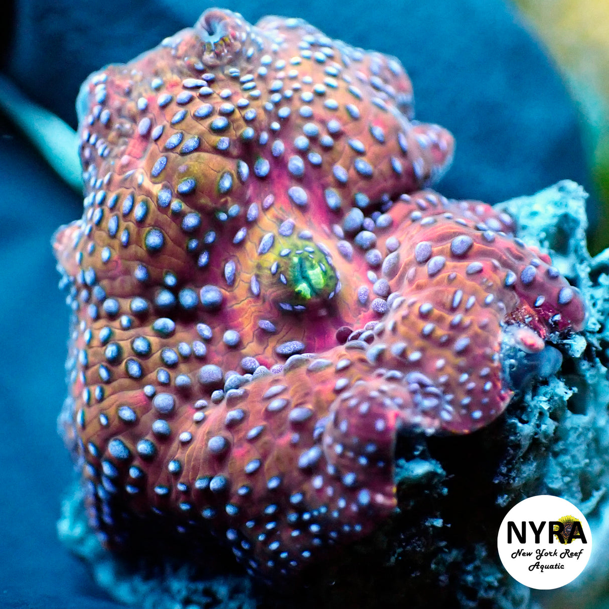 NYRA Dotted Disco Mushroom