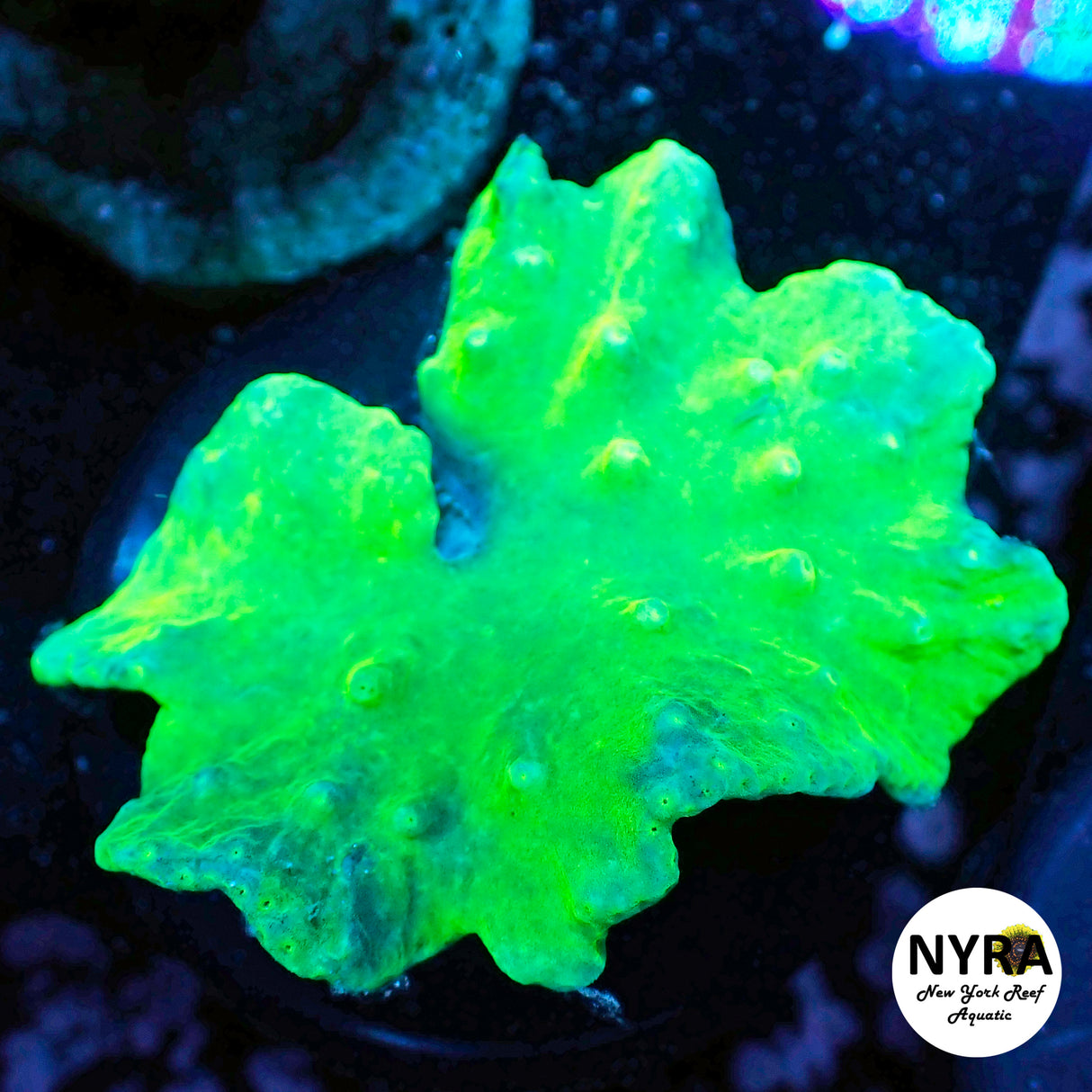 Bright Neon Green Cabbage Leather Frag