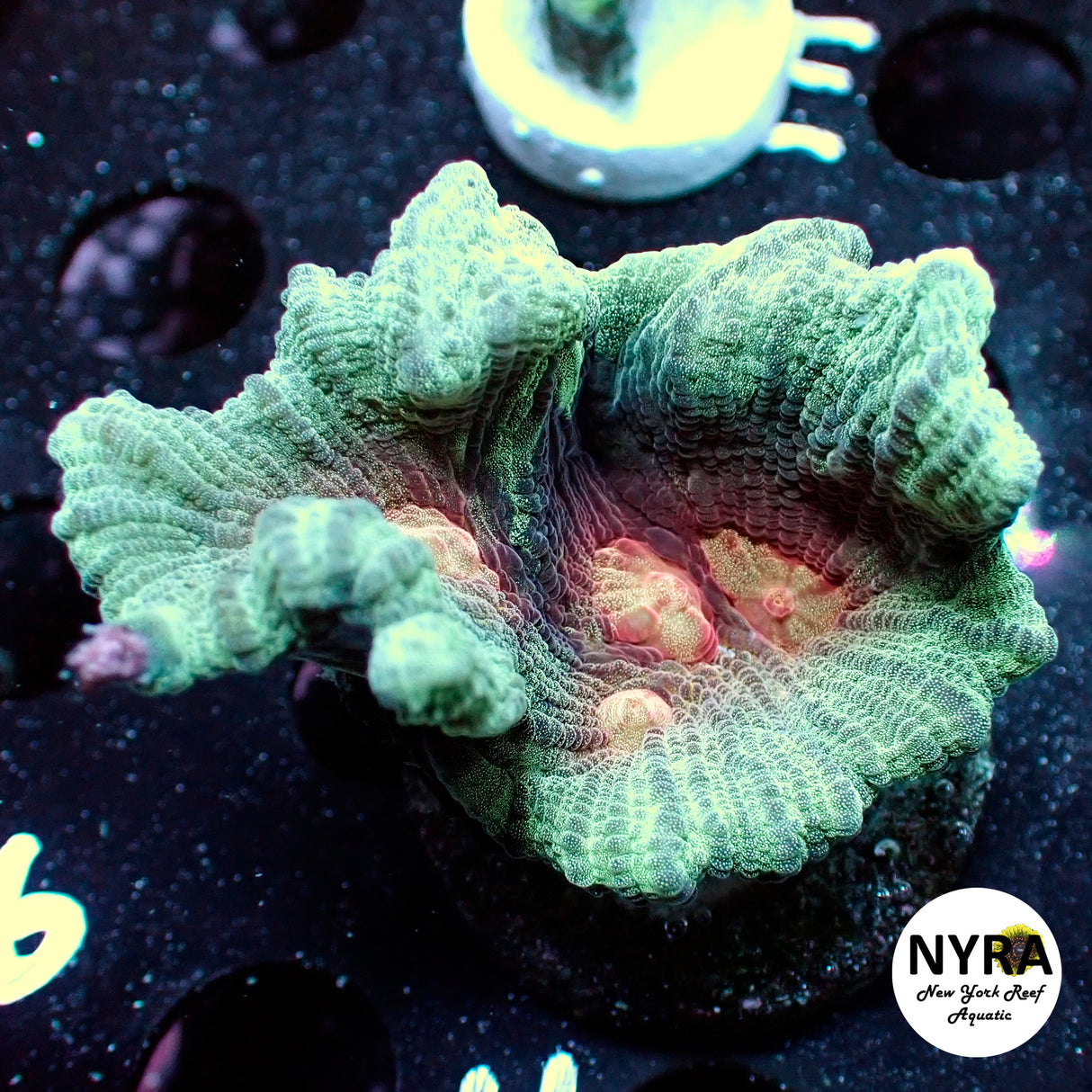NYRA Blue Rose Pectinia
