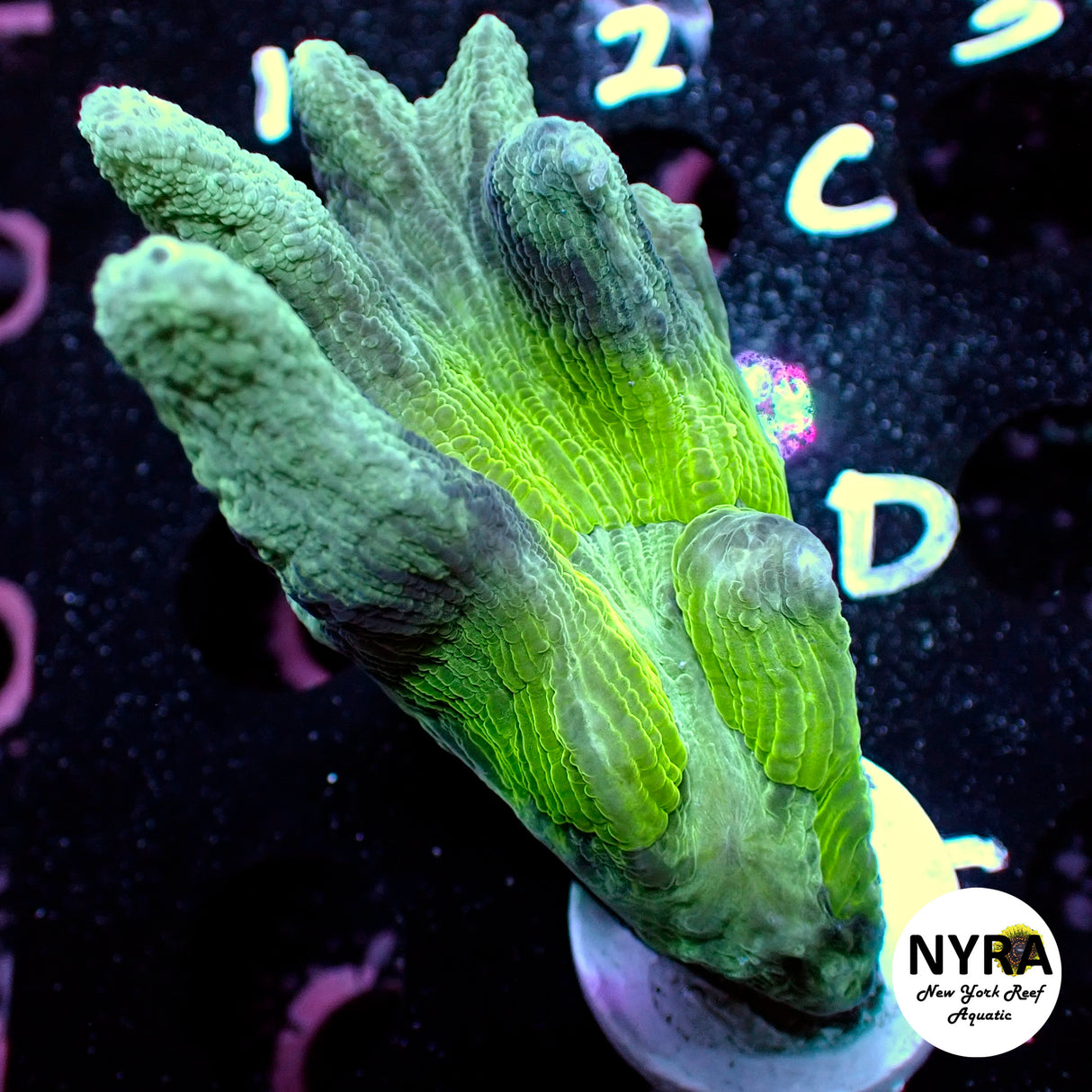 NYRA Galactic Spikes Pectinia