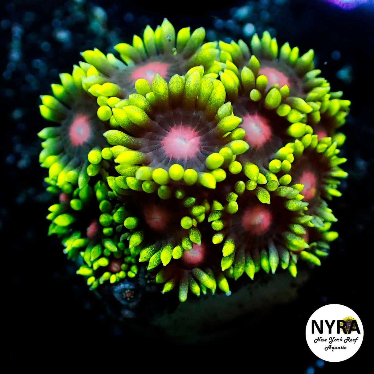NYRA Jawbreaker Goniopora