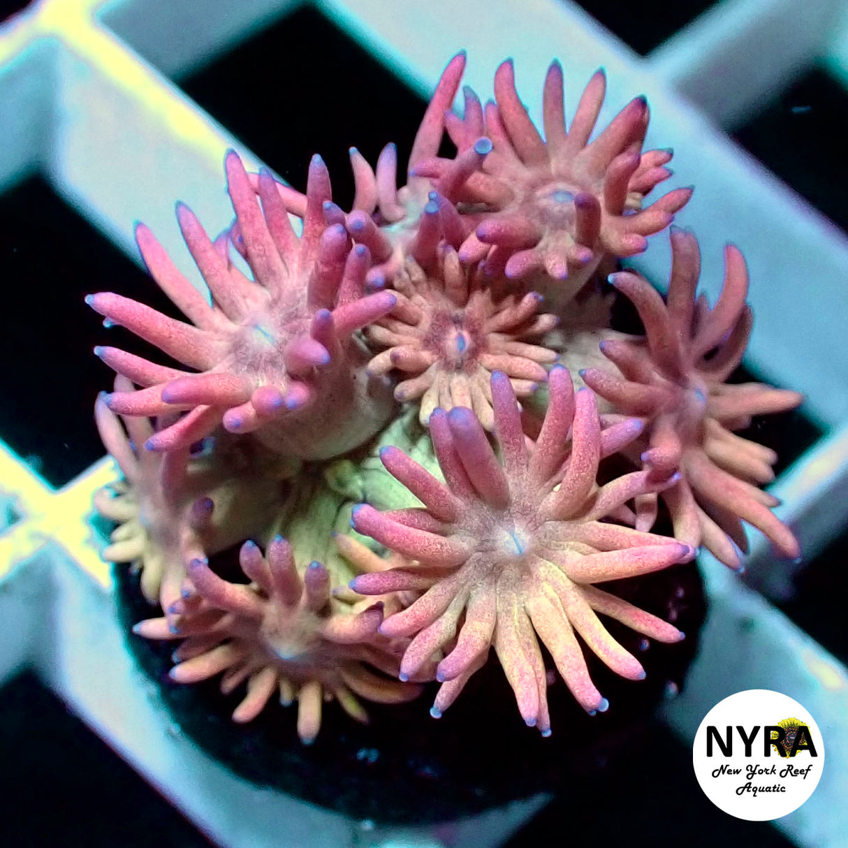 NYRA Trickster Goniopora (Teal Side)