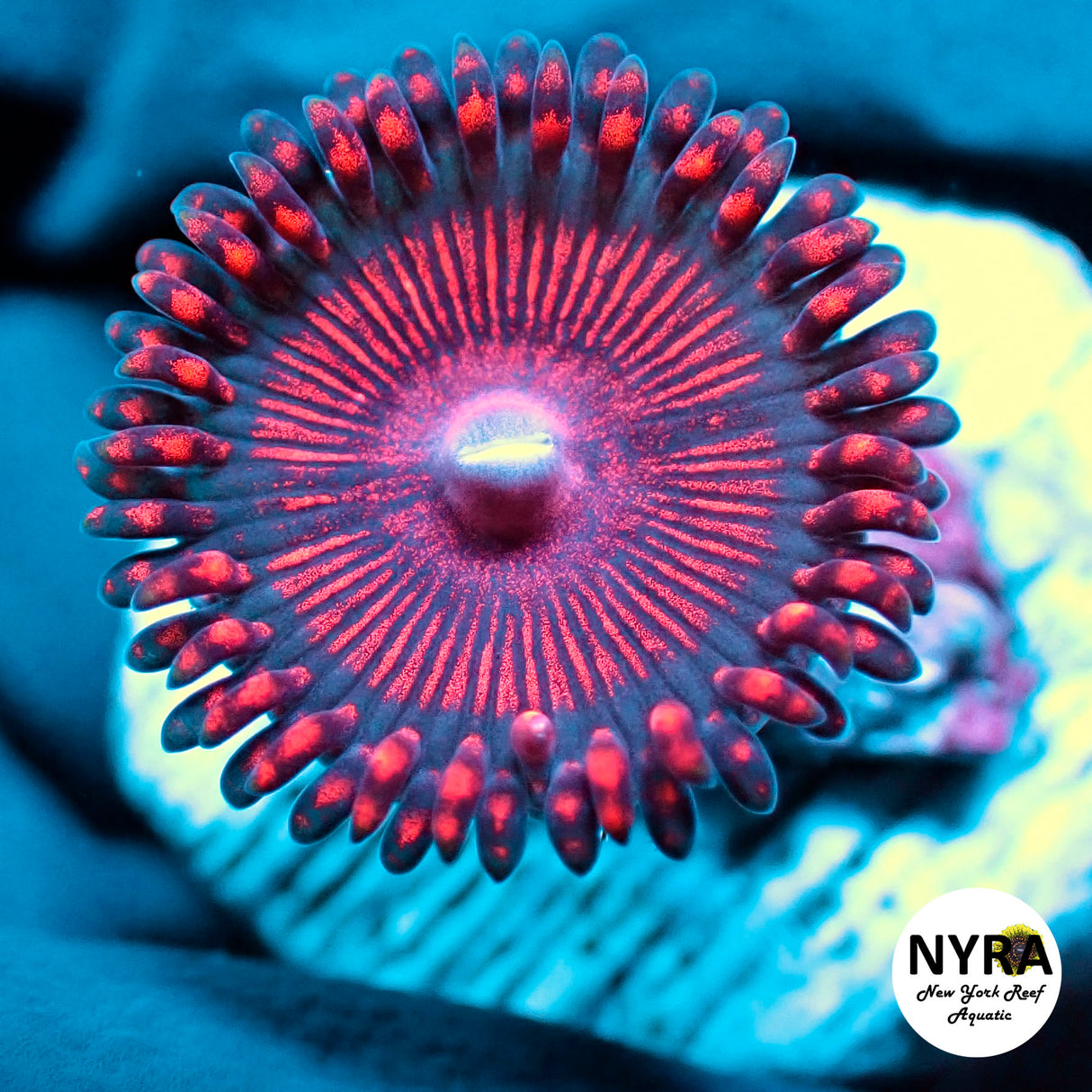 NYRA Flameback Zoanthid