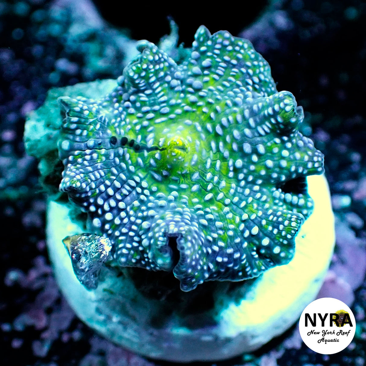 NYRA Smurfette Mushroom (Rare Blue)