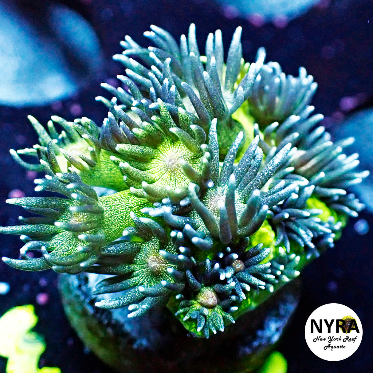 NYRA Glittershock Goniopora