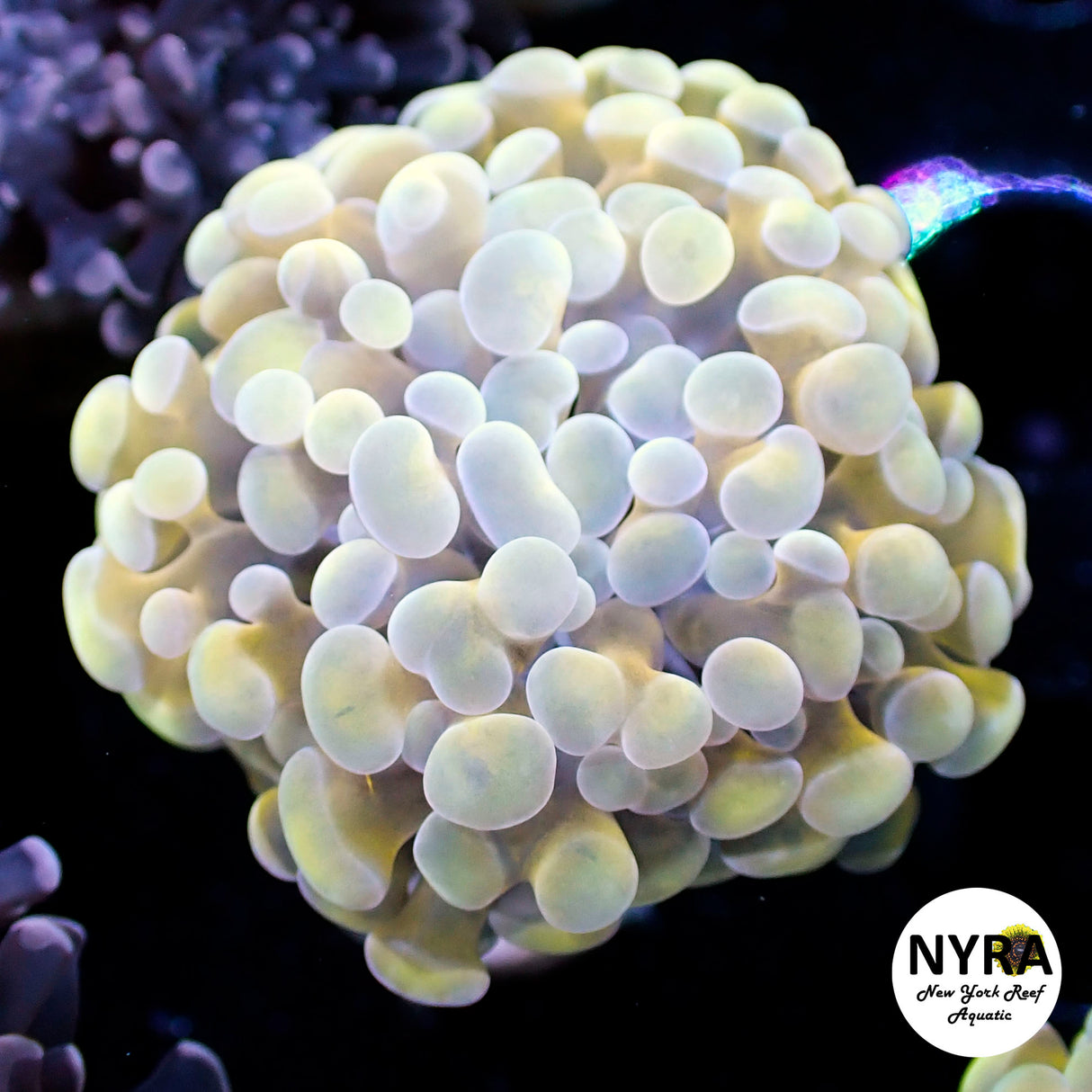 NYRA Easter Island Yellow Tinted Hammer