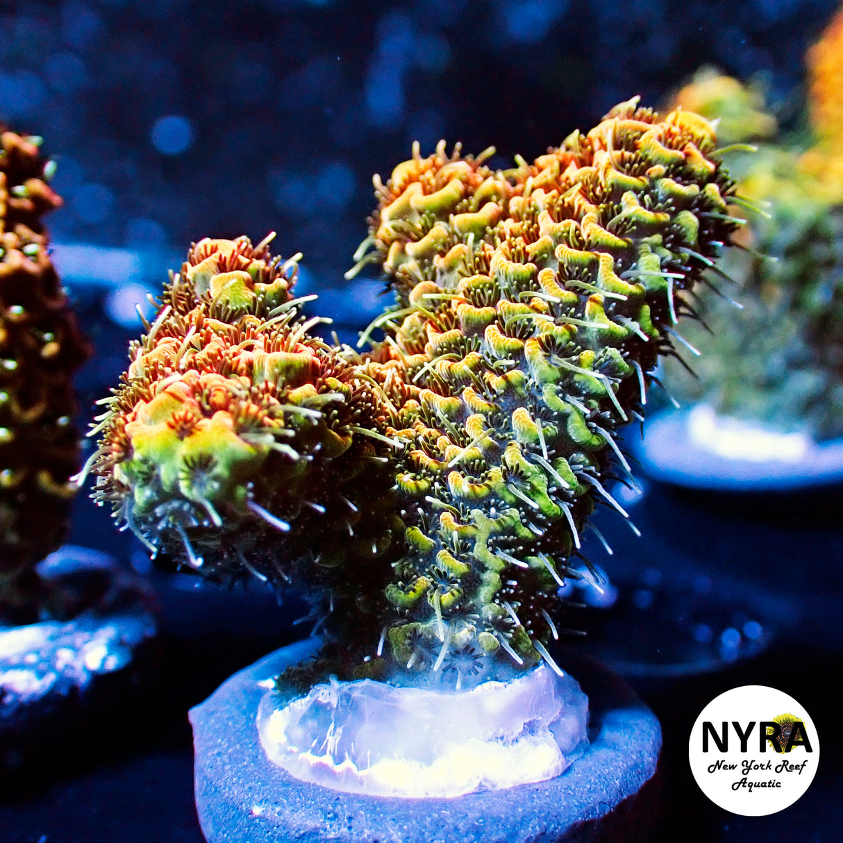 NYRA Wild Fire Acropora (R21)