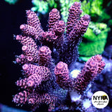 NYRA SpeedRacer Acropora (R23)