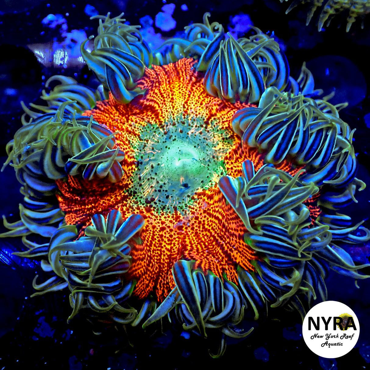 NYRA Wild Cherry Rock Flower Anemone L Size version