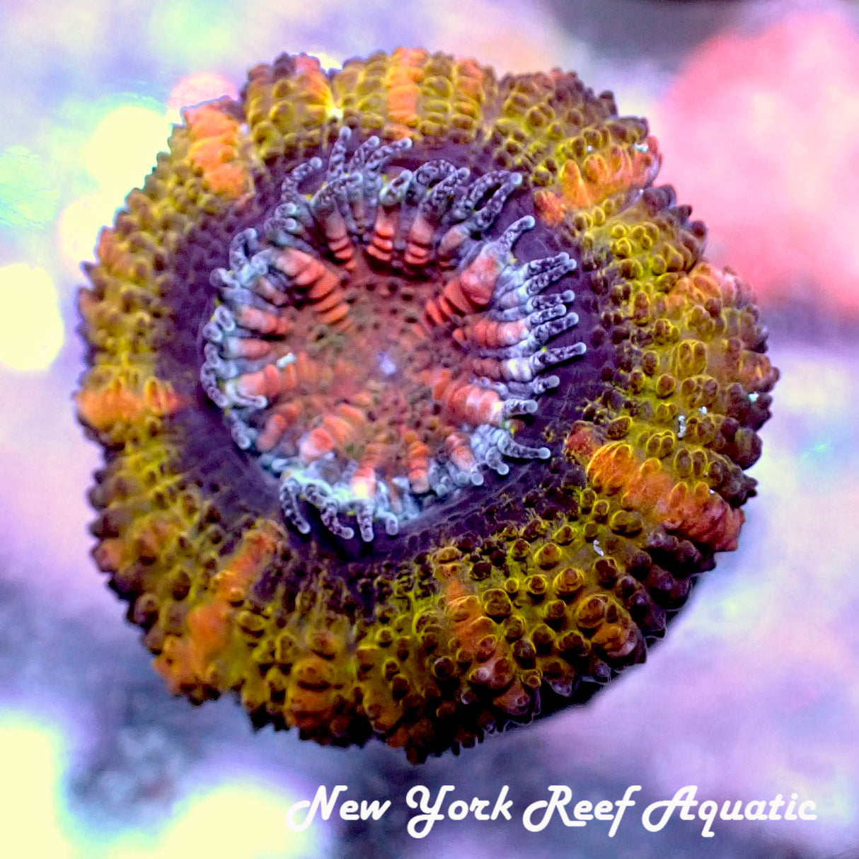 Sept Coral Drop I WYSIWYG _9011543 Bronze Beauty Acan
