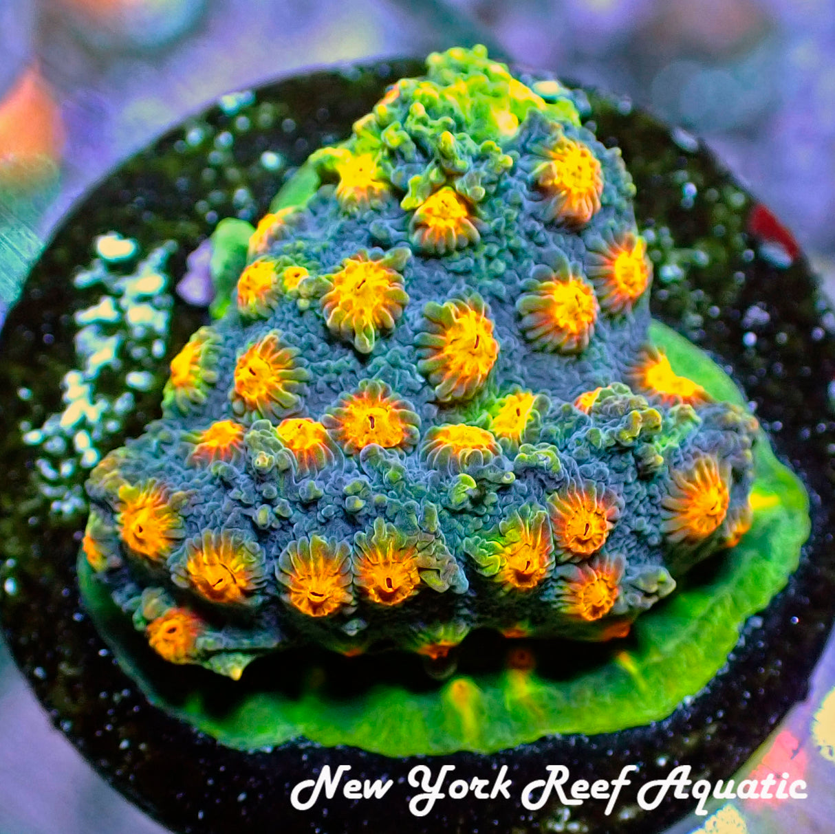 Sept Coral Drop I WYSIWYG _9011546 BoomBox Cyphastrea