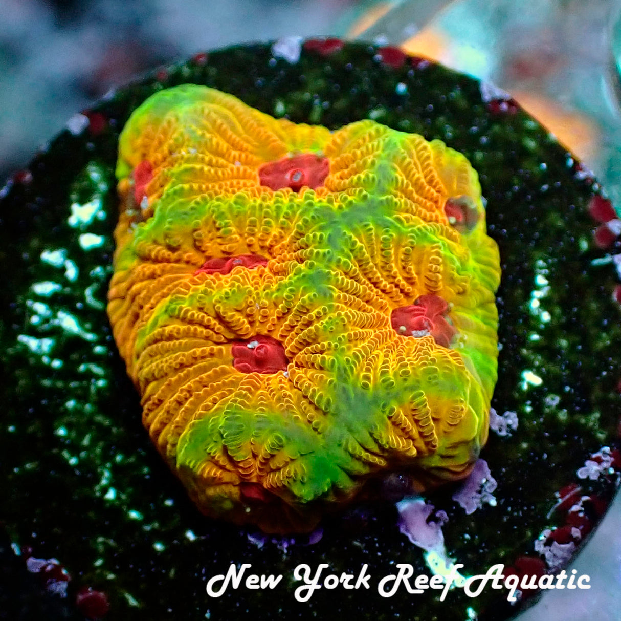 Sept Coral Drop I WYSIWYG _9011549 Fascination Favia