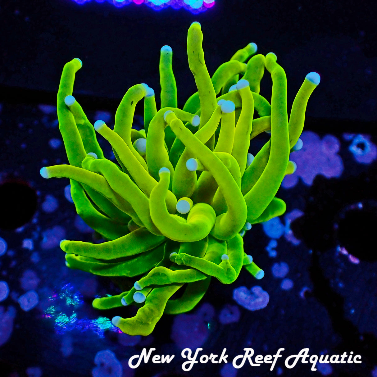 NYRA My Nanners (Cultured In House) Torch - 1 Head