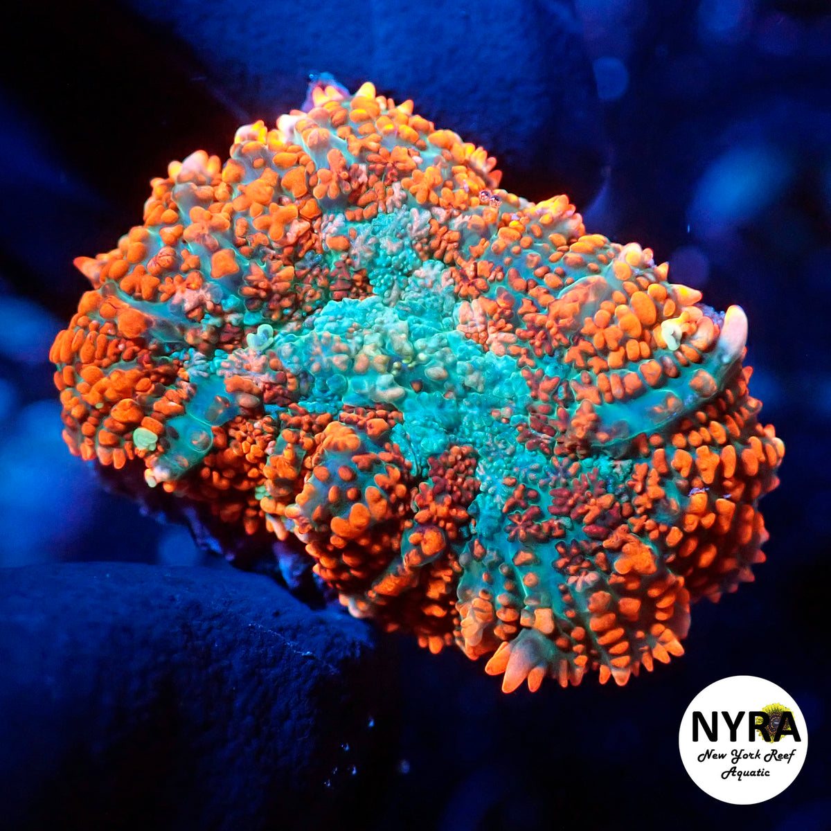 NYRA Archaic Blood Mushroom