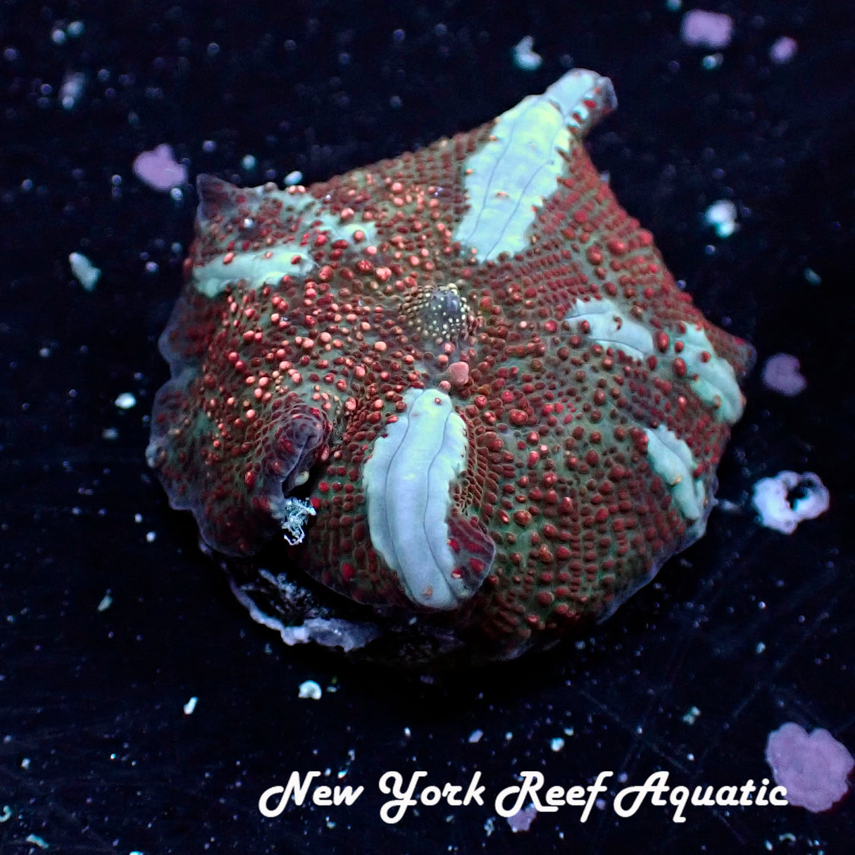 Red Stellar Mushroom