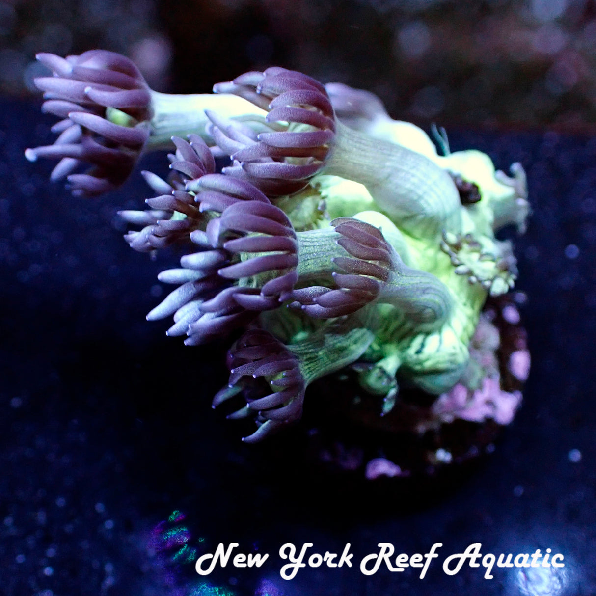 NYRA Blue Goniopora