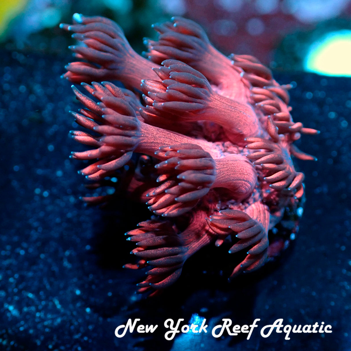 NYRA Burgundy Goniopora