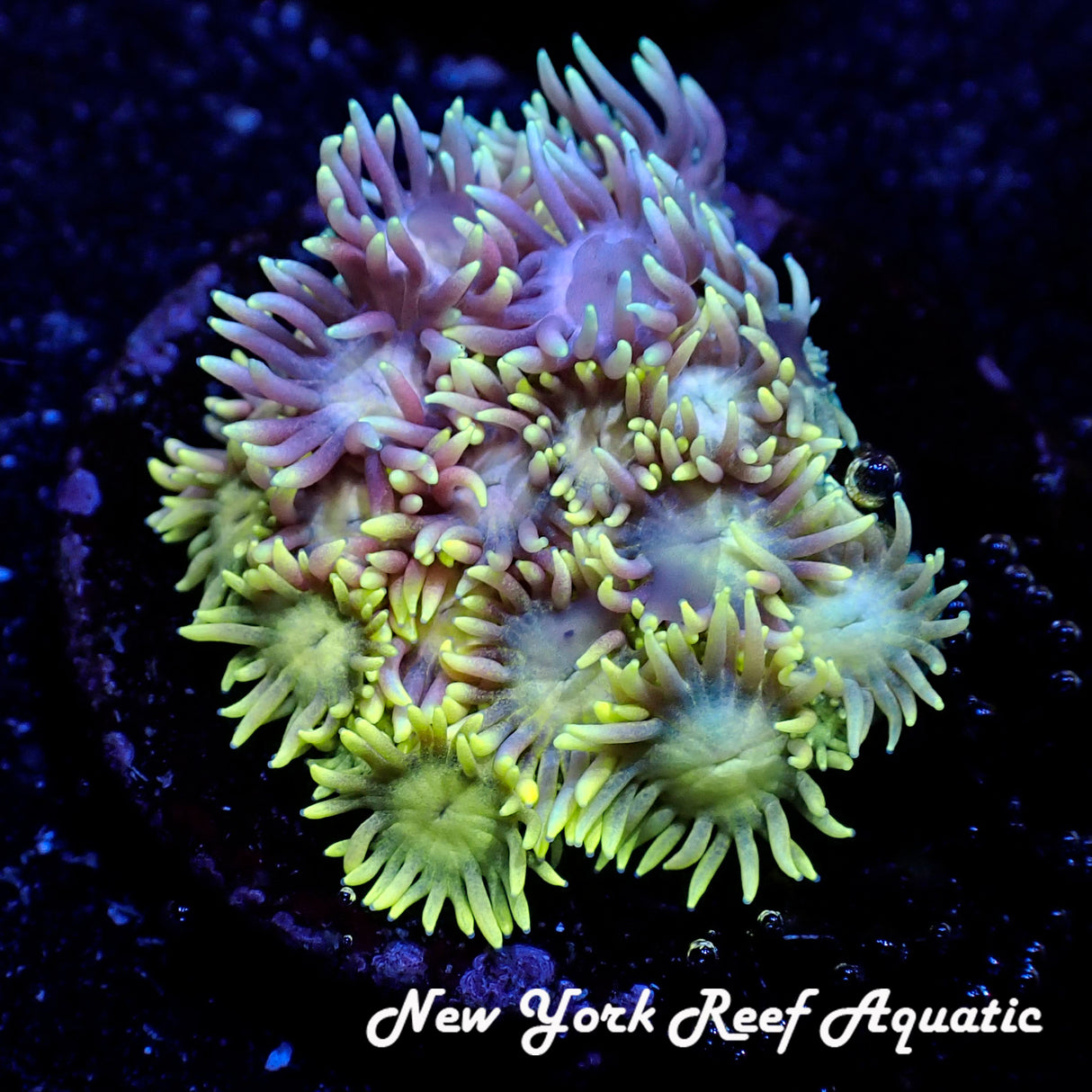 NYRA Yellow Green Rainbow Goniopora
