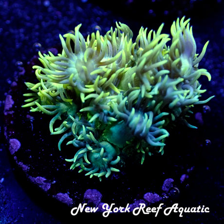 NYRA Yellow Green Rainbow Goniopora