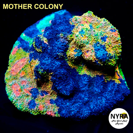 OG Crayola Meltdown Chalice Frag #3