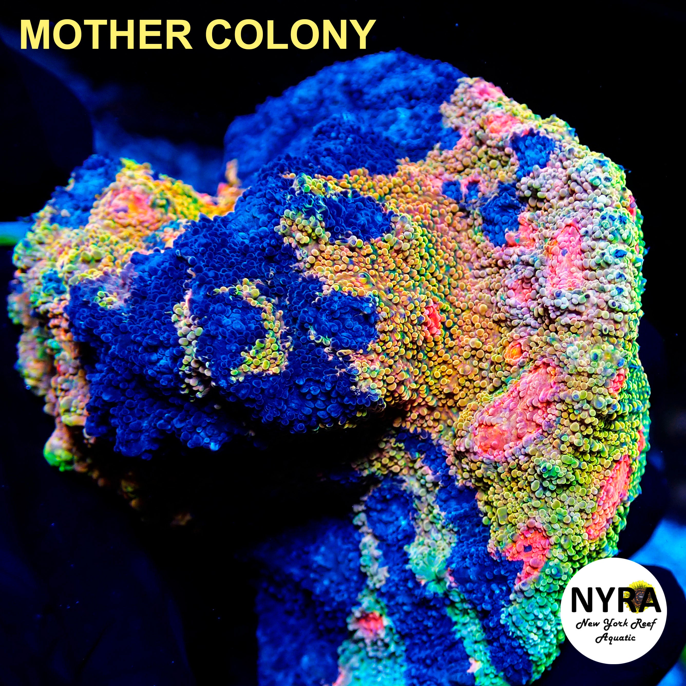 OG Crayola Meltdown Chalice Frag – New York Reef Aquatic