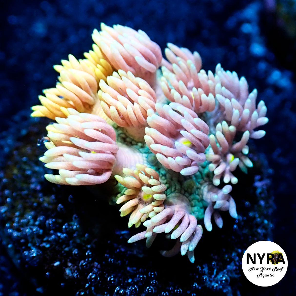 NYRA Motherland Goniopora