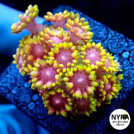 NYRA Lemon Drop Yellow Goni