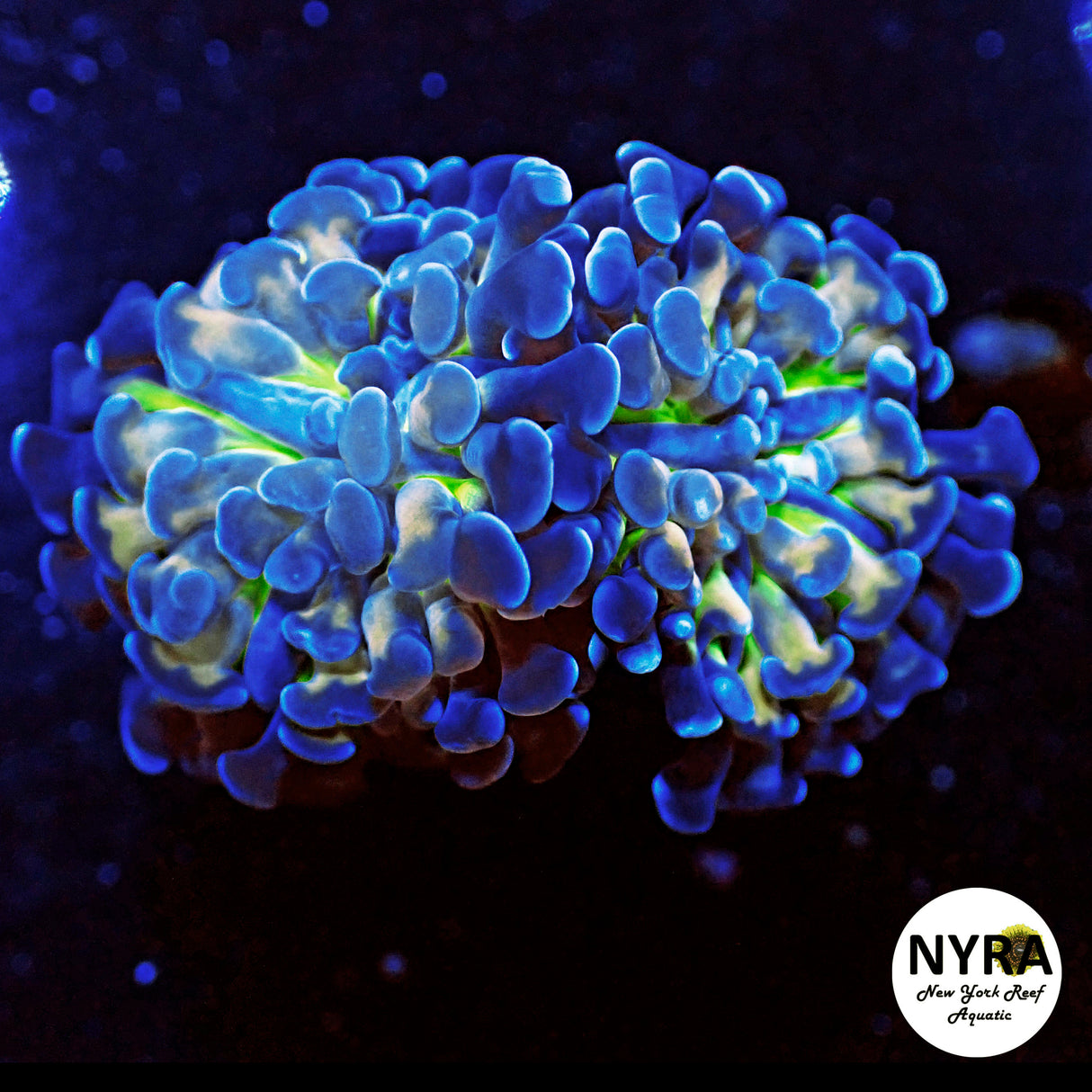 NYRA Hyperbolic Hammer Ultra 2 Heads