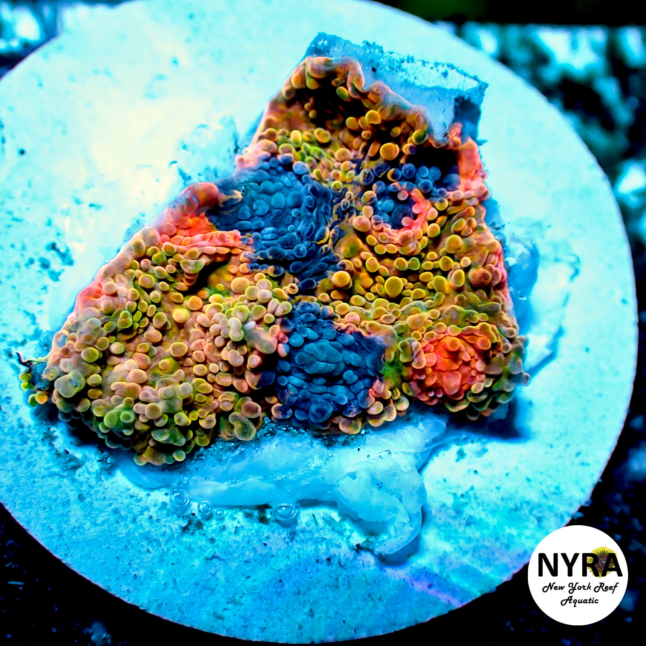 OG Crayola Meltdown Chalice Frag #2 – New York Reef Aquatic