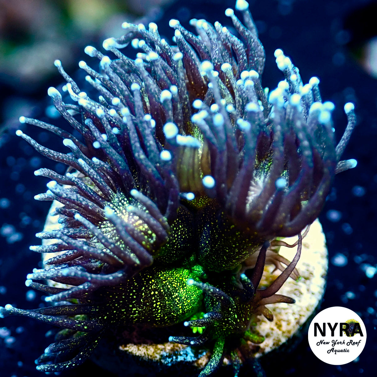 NYRA Glitter Bomb Goniopora