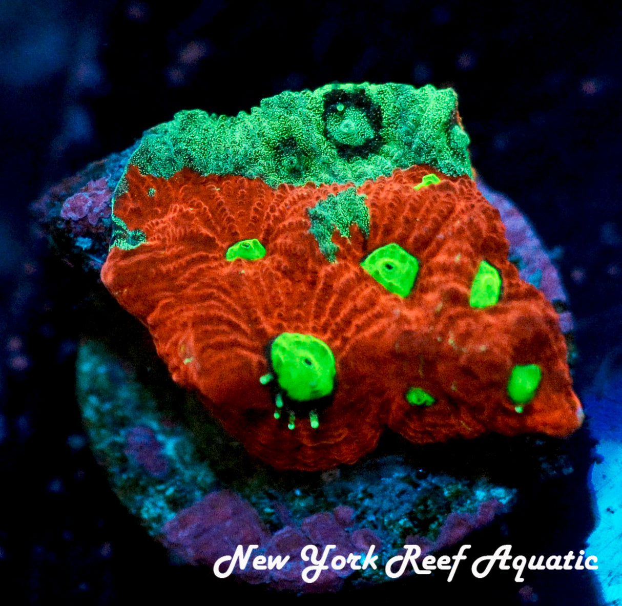 NYRA Bi Color War Favia