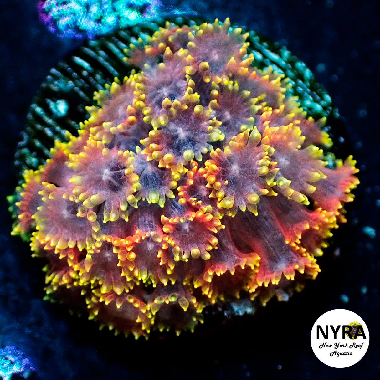 NYRA Fire Garden Goniopora