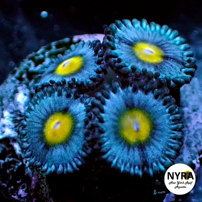 AOI Zoanthid