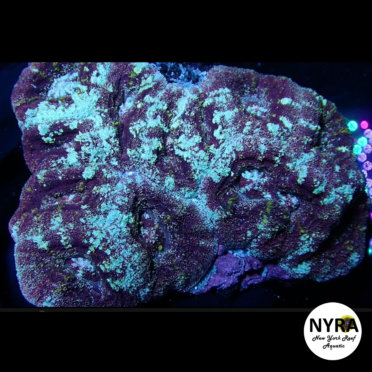 WYSIWYG Asia Lobo Colony