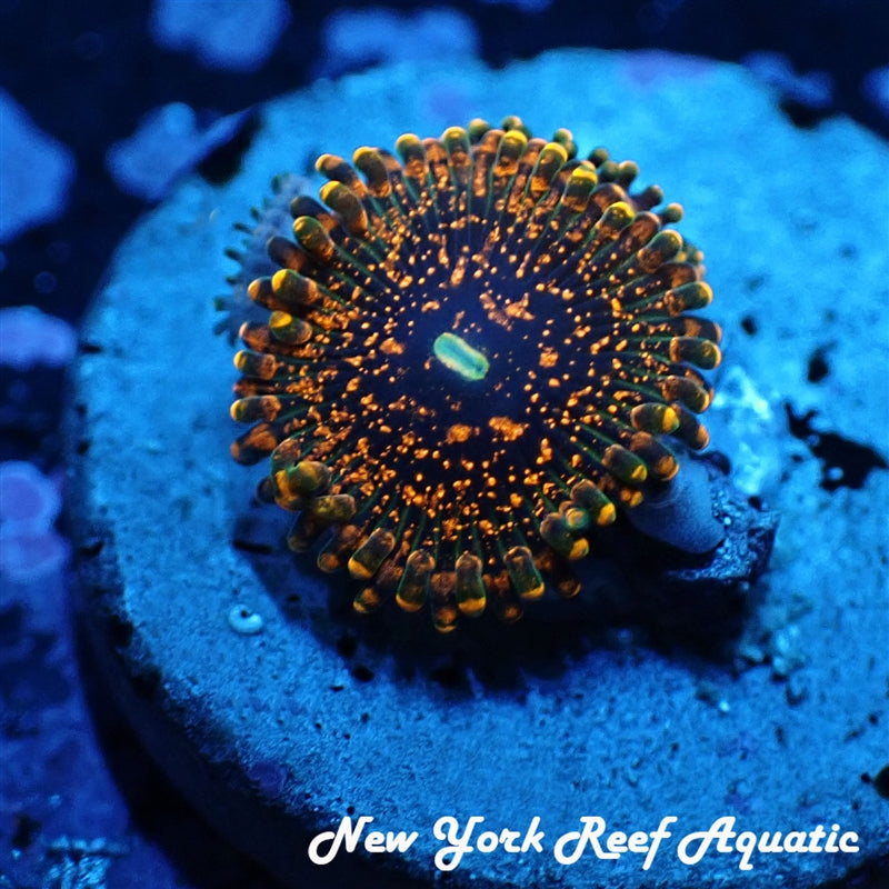 DayGlo Volcano Zoanthid 2 Polyp Frag