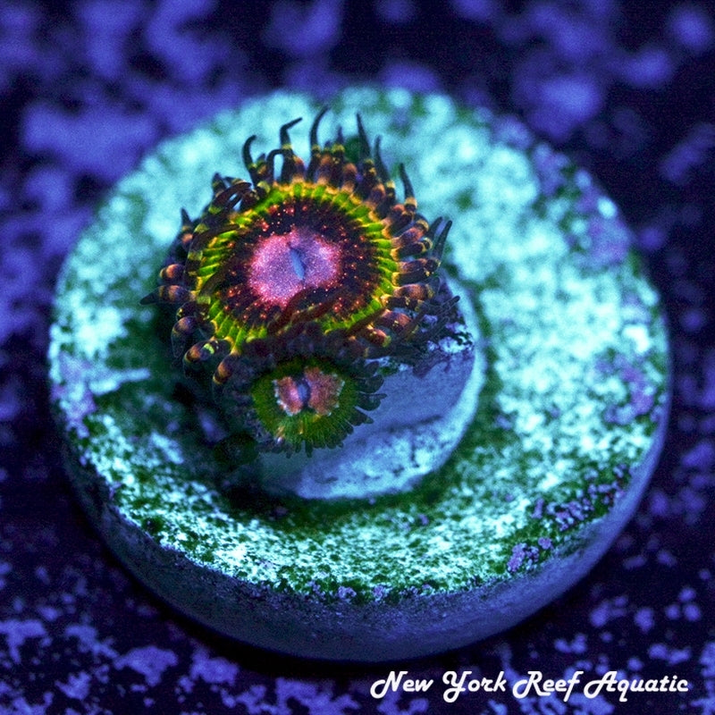 Pink Krak Zoanthids